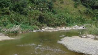 Las parcelas Pons en Paso Palmas Utuado [upl. by Hummel]