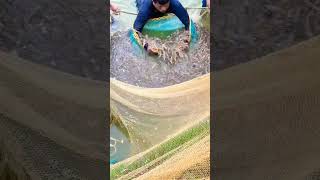 Shrimp 🦐🦐🦐চিংড়ি মাছ 🦐🦐shrim shrimpfish fishing fishingvideo viralsubscribe 🦐🦐 [upl. by Vershen202]