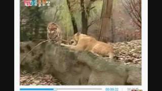 Watch REAL TIGER VS LION FIGHT Encounters Truth behind the fights The real outcome Part 1 [upl. by Adiam]