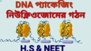 DNA packaging in Bengali Nucleosome structure solenoid super solenoidNEETHS Biology [upl. by Jedthus281]