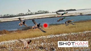 Duck Hunting Highlights  74 Kills  with a ShotKam [upl. by Ignazio583]