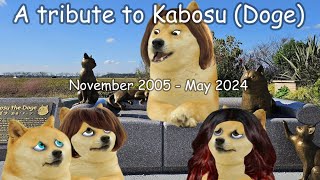 A tribute to Kabosu Doge [upl. by Boles838]