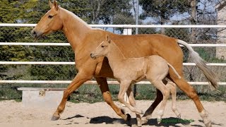 YEGUAS LUSITANAS A LA VENTA  LUSITANO MARES FOR SALE [upl. by Kcirtapnaes]