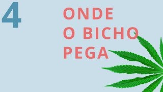 Drauzio Dichava 4  Onde o bicho pega [upl. by Towroy]