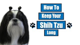 How To Keep Your Shih Tzu Long [upl. by Enoryt]