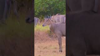 Nilgai ka Jhund newsong song music punjabisong jungleinside wildlife love nilgaijumping [upl. by Manas]