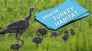 A turkey habitat blueprint  Ep 89 [upl. by Gabie]