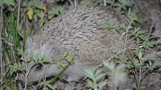 Amur Hedgehog Erinaceus amurensis [upl. by Broderic]