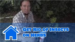 Pest Control Tips  How to Get Rid of Insects on Herbs [upl. by Saxet558]