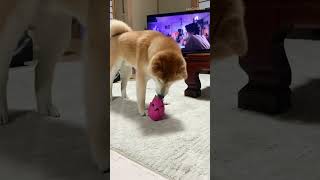 Shiba Inu dog having fun with his favorite toy shiba dog toys playing shibalove [upl. by Kelda]