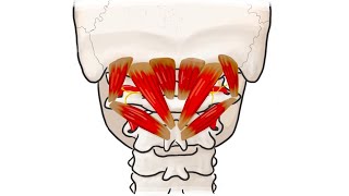 Anatomic Animations 12 Suboccipital Muscles [upl. by Anwahsit]