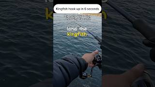 Kingfish hook up in 6 seconds kingfish sydneyfishing catchandrelease [upl. by Onfre59]