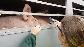 Varkensknuffelaars demonsteren bij slachterij in Boxtel [upl. by Johm]