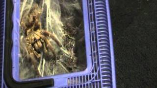 Orange Baboon Tarantula attack [upl. by Fisher159]