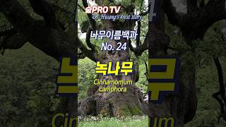 녹나무 이름 유래 녹나무 Cinnamomumcamphora 나무이름백과 [upl. by Marilla]