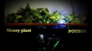 How To Reduce Nitrate in an Aquarium  POTHOS MONEY PLANT TAMIL [upl. by Nee]