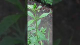 मीठी पत्ती। घोड़ा तुलसी।LICORICE WEEDmedicinalplants viralshots trendingshorts [upl. by Olihs451]