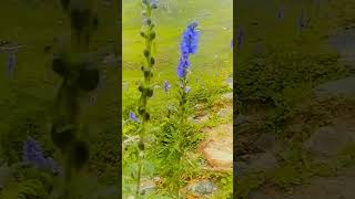 Blue Persicaria Affinis On The Way To Ratti Gali Lake [upl. by Margreta641]