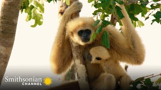 The Highwire Risks Taken by These Young Gibbons Are Terrifying 😱 Animals at Play  Smithsonian [upl. by Ynohta]