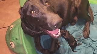 Hunny the Black Lab is having her puppies First breaths for Big Mo the Black Labrador retriever pup [upl. by Julee]