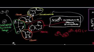 NAD Structure and Reduction of NAD to NADH [upl. by Aicatsan]