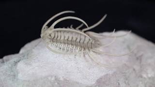 Insane Boedaspis Trilobite From FossilEracom [upl. by Elleivad]