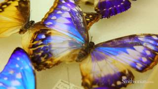 Biomimicry and Butterflies How Nature is Inspiring Design and Innovation [upl. by Annoeik]