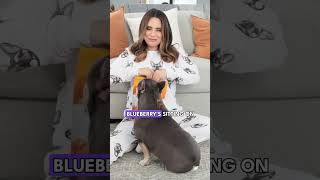 Smart Bell Gets A Treat For Dogs shorts funny gadget test frenchie frenchbulldog adorable [upl. by Hay]