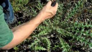 EatTheWeeds Episode 109 Bull Thistle II [upl. by Joachim]