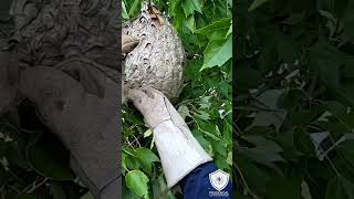 Hornet Nest Treated and removed from tree branch hornet hornetnest bees [upl. by Calvo]