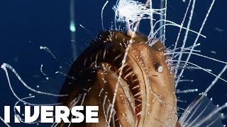 First footage ever of deepsea anglerfish mating  Inverse [upl. by Bondie]