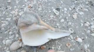 Whelks and Conchs on West Gulf Sanibel [upl. by Longfellow]