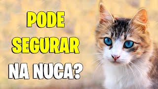 Pode segurar o GATO pela NUCA cangote  Gatil Hauser [upl. by Esened]