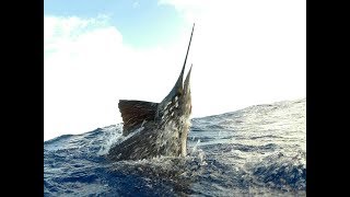 Sailfish Crazy Jumping Spree [upl. by Aylad]