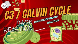 Calvin CycleC3 CycleLight Independent reaction Dark reactionCarbon Fixation Cyclephotosynthesis [upl. by Branscum287]