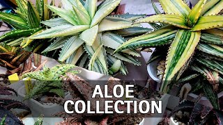 My Full Aloe Collection Tour [upl. by Clayberg771]