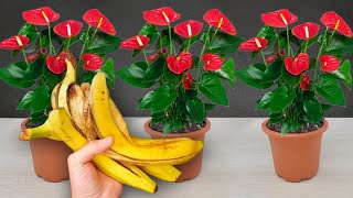 With the magical use of banana peels your anthurium will bloom brilliantly all year round [upl. by Odnumyar]