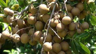 The Longan Fruit Tree  Lychee Close Relative  Growing and Eating it [upl. by Haymes]