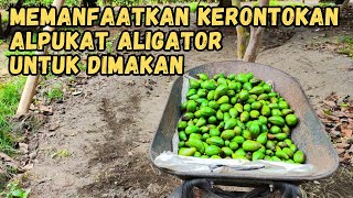 ALPUKAT ALIGATOR  MEMANFAATKAN KERONTOKAN BUAH UNTUK DIMAKAN [upl. by Zolner98]