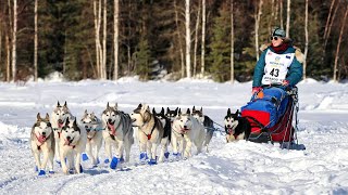 2022 Iditarod Dog Sled Race  Willow Alaska [upl. by Mchugh]