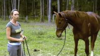 Natural Horsemanship Basics [upl. by Pedroza]