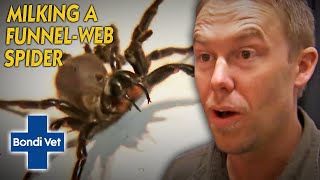 Tim Faulkner Finds THREE Funnel Web Spiders And Milks Their Venom  Bondi Vet [upl. by Davide]