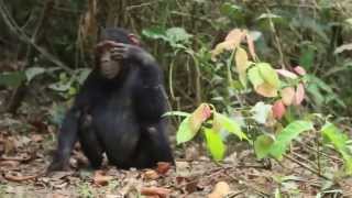 Hairless Chimpanzee Jambo Looking For Supper [upl. by Casabonne]