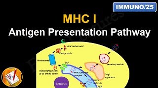 Antigen Processing and Presentation PART I MHC I Antigen Presentation pathway FLImmuno25 [upl. by Summer]