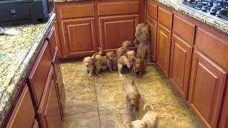 Goldendoodle Puppies Work for their food [upl. by Kreiner686]