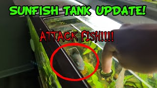 Green Sunfish Tank Update I have BAD news [upl. by Adehsor]