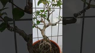 EUGENIA UNIFLORA bonsai inspirasibonsai bonsaitree [upl. by Noswal]