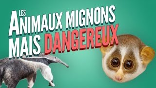 Top 8 des animaux mignons mais dangereux [upl. by Torosian]