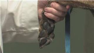 Dog Health  How to Treat a Pad Injury on a Dog [upl. by Analise]