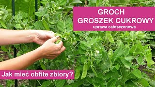 Groch i groszek cukrowy  uprawa od wysiewu do zbioru [upl. by Llenrub]